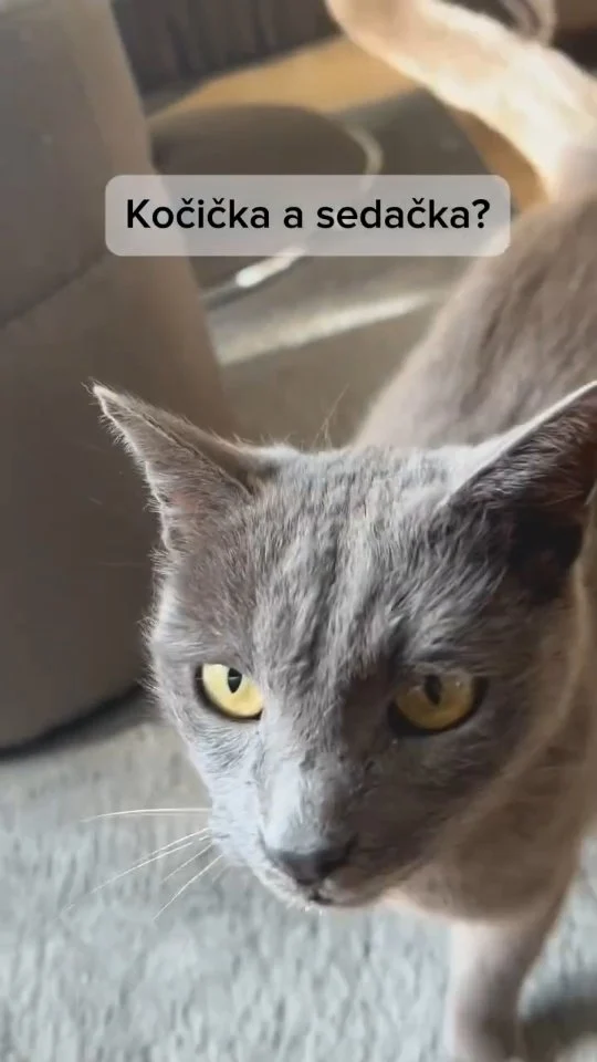 Kočička na vaší sedačce? Proč by ne! 😻 A určitě vyzkoušejte i náš nástavec na zvířecí srst.

#vivenso #vodnivysavac #domacimazlicek #kocka #clenrodiny