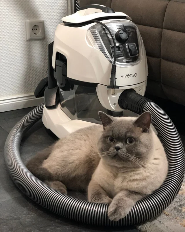 Život se zvířaty je skvělý, ale náročný na úklid. Co by nemělo chybět v žádné zvířecí domácnosti? 🐾

✔️ Vodní vysavač Vivenso - uklízí bez sáčků a čistí vzduch
✔️ Rotační kartáč - ideální na pelíšky a sedačky bez chlupů
✔️ Nástavec na zvířecí srst - pro snadnou péči o kožíšek a bez nepořádku kolem

Dopřejte si domov, který je čistý a svěží i s mazlíčky! Prohlédněte si kompletní výbavu na našem e-shopu promujdomov.cz

#vivenso #vodnivysavac #domacimazlicek #kocka #clenrodiny